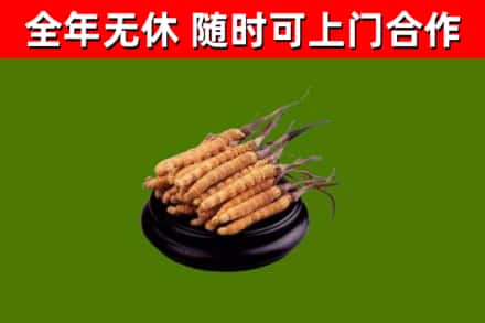 独山县回收冬虫夏草