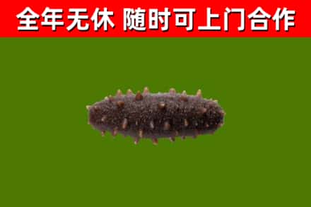 独山县回收海参干